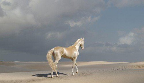 Изабелловая масть коня (кремова) рідкісна і дивовижна