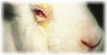 Хвороби очей у кроликів: причини, симптоми і методи лікування