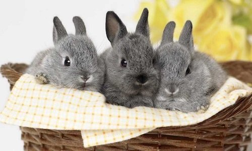 Які породи кроликів існують?