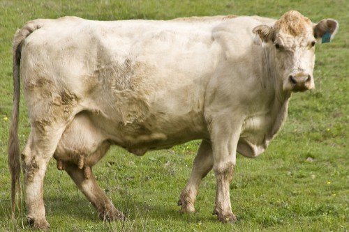 У корови стрептодермія: симптоми, лікування, профілактика