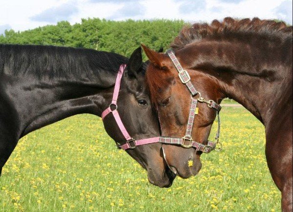 Симптоми і лікування случной хвороби коней
