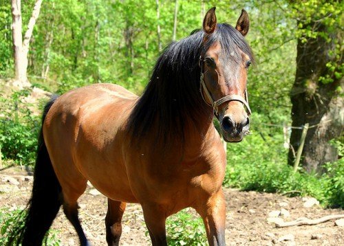 Андалузька порода коня: опис, розведення
