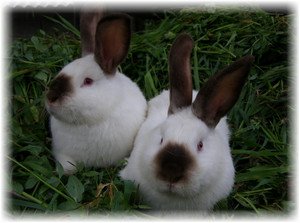 Каліфорнійський кролик: особливості розведення та догляду