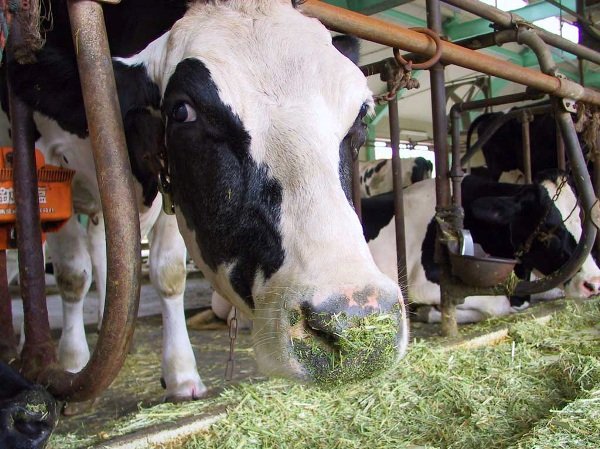 Організація годівлі корів: види корму, норми, раціон