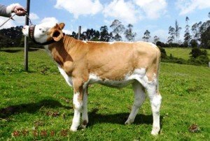 Симентальська порода корів: опис і переваги