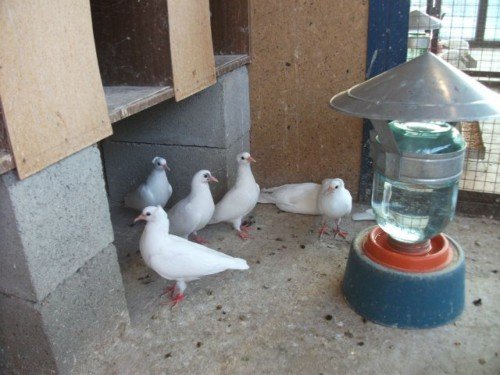 Годівниці (поїлки) для голубів: як зробити своїми руками