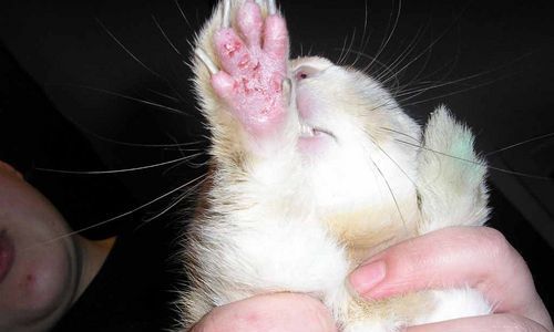 Пододерматит та його лікування у кроликів