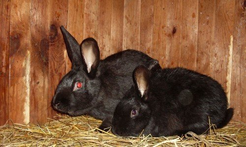 Як вибрати чорно бурого кролика і доглядати за ним?