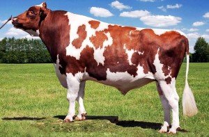 Айрширская порода корів: опис, фото, продуктивність