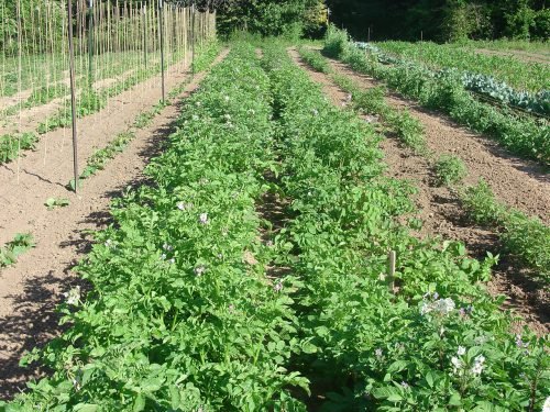 Сидерати для картоплі восени: вирощування