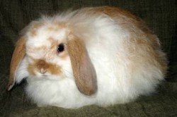 Види і опис декоративних висловухих кроликів