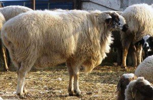 Достоїнства і недоліки Гіссарської породи овець з фото