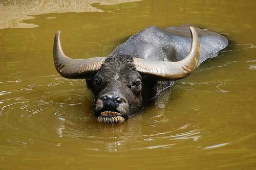Водяний буйвіл (азіатський, індійський): опис, особеннсти