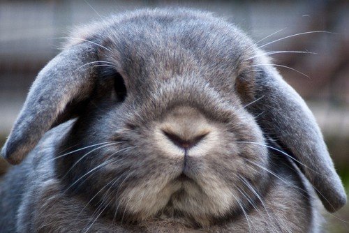 Як назвати кролика: імена для кроликів дівчаток і хлопчиків