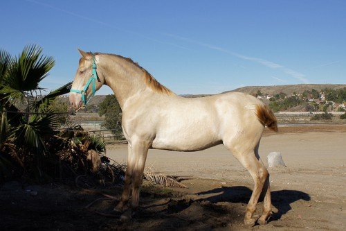 Изабелловая масть коня (кремова) рідкісна і дивовижна