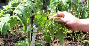 Томати для теплиці з полікарбонату — вирощування помідорів у поликарбонатном парнику