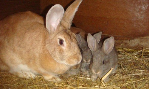 Правила безпеки при годуванні або яку можна давати траву кроликам