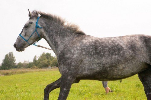 Порода коней Орловський рисак: опис, зміст, догляд