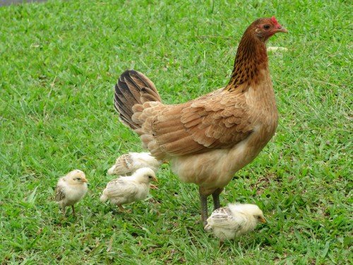 Чим годувати курчат з перших днів життя в домашніх умовах