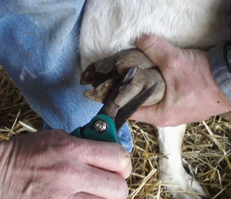 Обрізка (стрижка) копит у кіз: як правильно, можливі хвороби