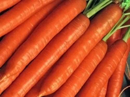 Кращі сорти моркви для відкритого ґрунту