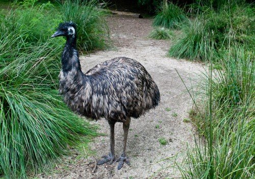 Австралійський страус ему: опис, розведення