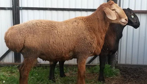 Гиссарская порода овець і баранів: фото, огляд, всі типи
