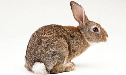 Які щеплення і коли необхідно робити кроликам?
