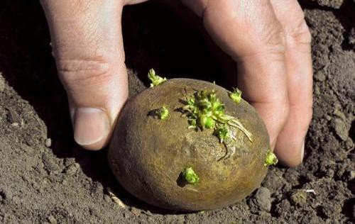 Як правильно садити картоплю: відстань між рядами, грядками
