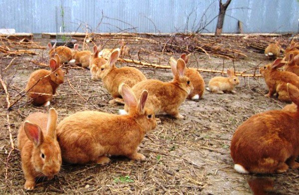 Бургундський кролик: опис породи з фото, зміст
