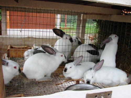 З чого почати розведення кроликів в домашніх умовах