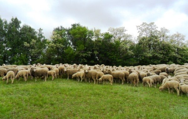 Опис породи овець Прекос, утримання та розведення