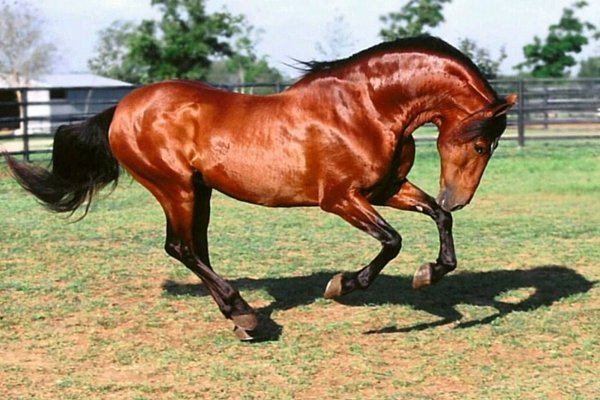 Андалузька кінь: опис породи, історія з фото