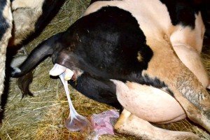Випадання матки у корови: причини, лікування хвороби