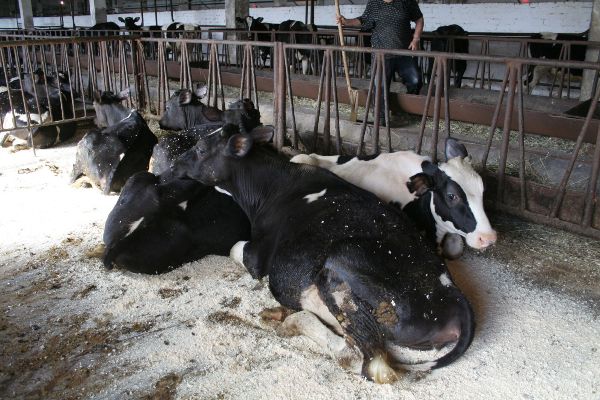 Методи утримання корів у домашніх умовах