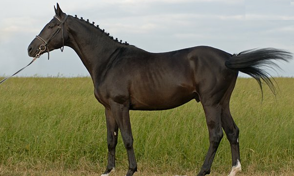 Тракененская порода коней: екстерєр з фото, характер
