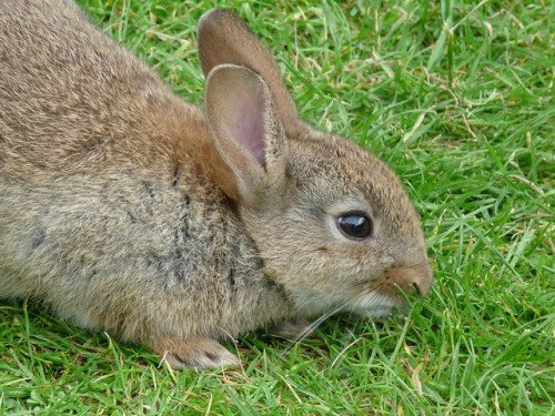 Хвороби кроликів: симптоми, лікування