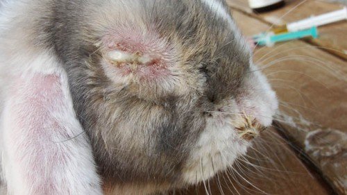 Хвороби очей у кроликів: чому гниють і злипаються