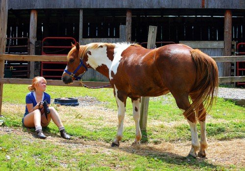 Розведення коней: зміст, догляд в домашніх умовах