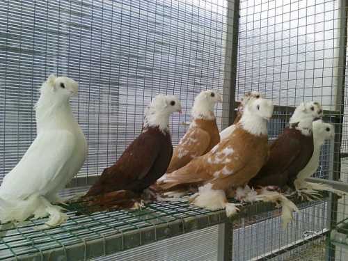 Благодарненские голуби: бойная порода, опис, фото