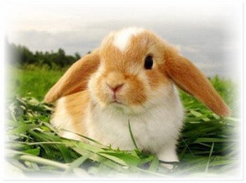 Як відрізнити зайця від кролиці в домашніх умовах?