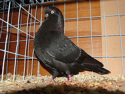 Орнітоз у голубів: симптоми і лікування