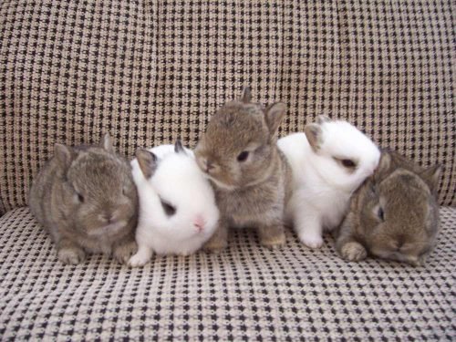 Скільки живуть декоративні кролики в домашніх умовах