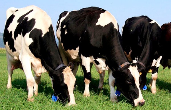 Чорно ряба порода корів та її особливості