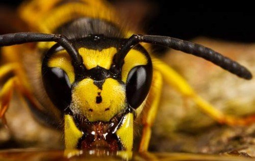 Утримання бджіл у вуликах ніж двокорпусних