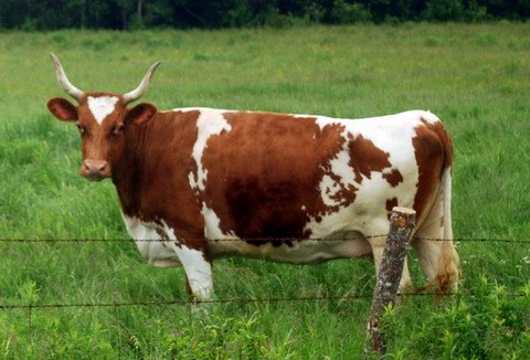Айширская порода корів: характеристика, фото, опис