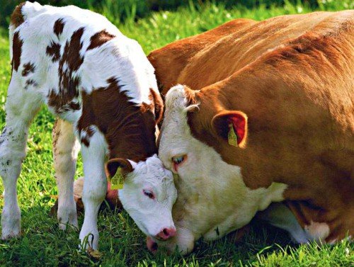 Розміри бика, корови: як дізнатися вага обміром