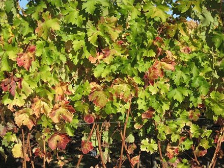 Колір листя винограду: про що говорить, причини зміни кольору