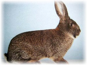 Кролі велетні: представники групи, опису породи