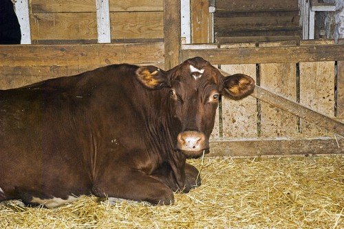 Ендометрит у корів: гострий післяпологовий, прихований, лікування, симптоми